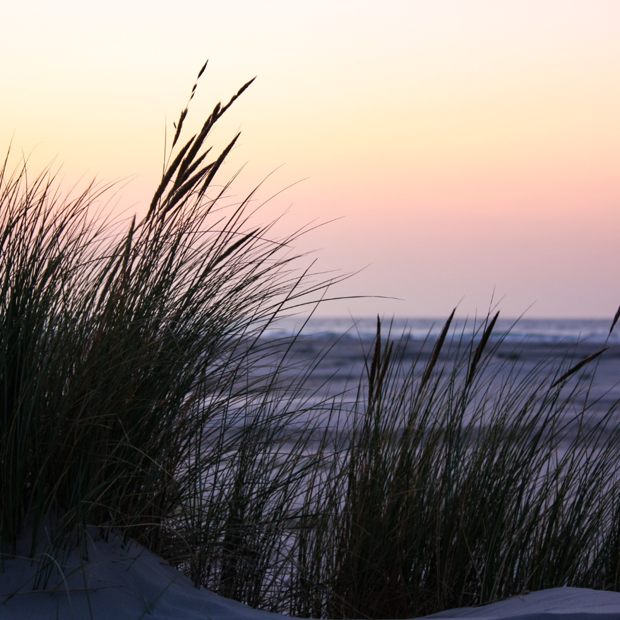 Tall grass silhouettes against a beach backdrop during sunset, displaying vibrant purple and orange hues. The scene evokes a peaceful ambiance.