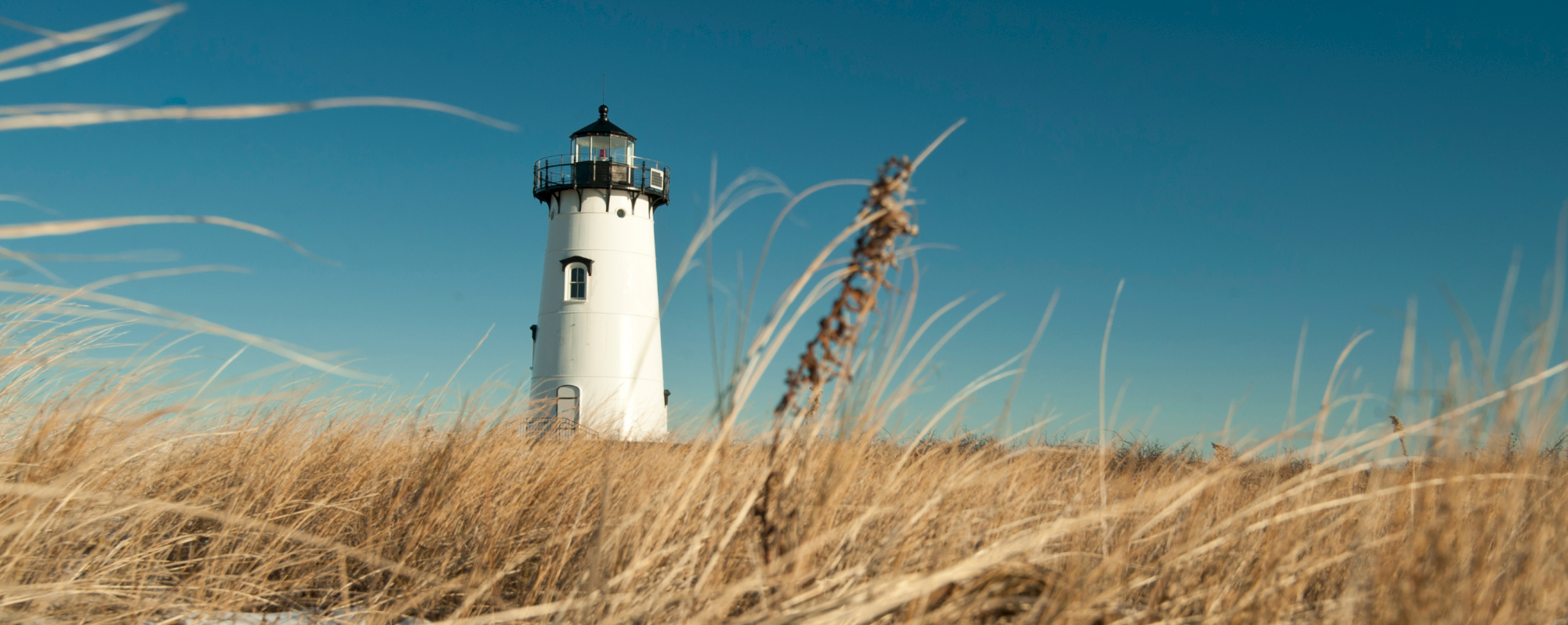 A white lighthouse stands tall amidst golden grass under a clear blue sky, with a weathered plant stem in the foreground.