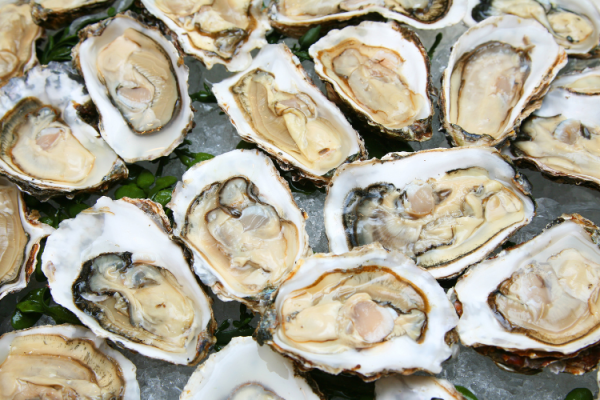 The image shows a pile of opened oysters, displaying their inner meat on ice. Some greenery is interspersed among the oysters.