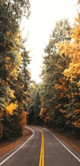 A winding road flanked by trees with vibrant autumn foliage, showcasing shades of yellow, orange, and green, under a partly cloudy sky.