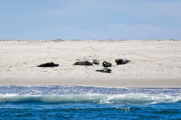 Seals are resting on a sandy beach with waves in the foreground and a blue sky above.