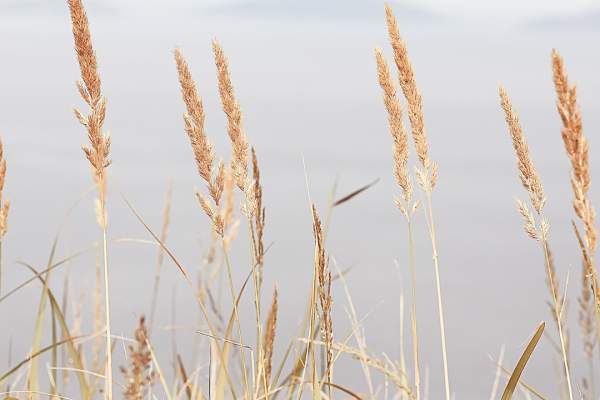 The image shows tall, golden grasses swaying in the foreground with a blurry, serene background of a body of water and distant hills under a pale sky.