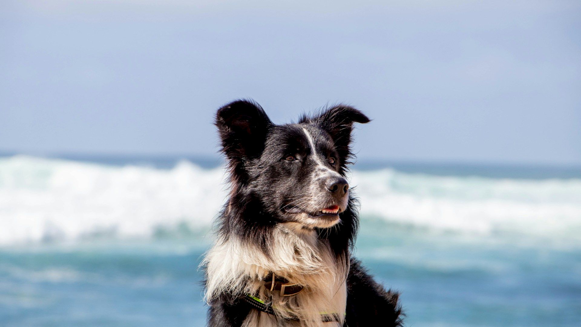 A black and white dog is at the beach, standing in front of ocean waves under a clear sky, looking content.