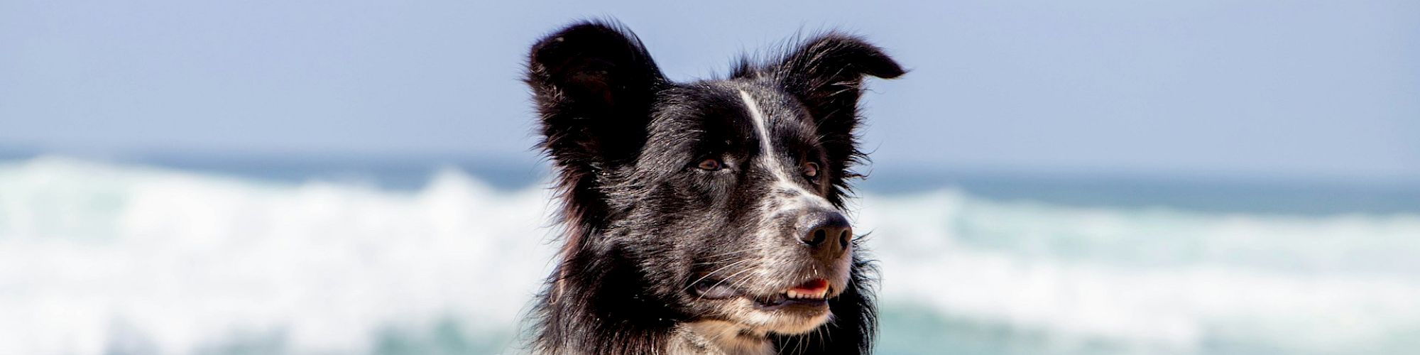 A black and white dog is at the beach, standing in front of ocean waves under a clear sky, looking content.