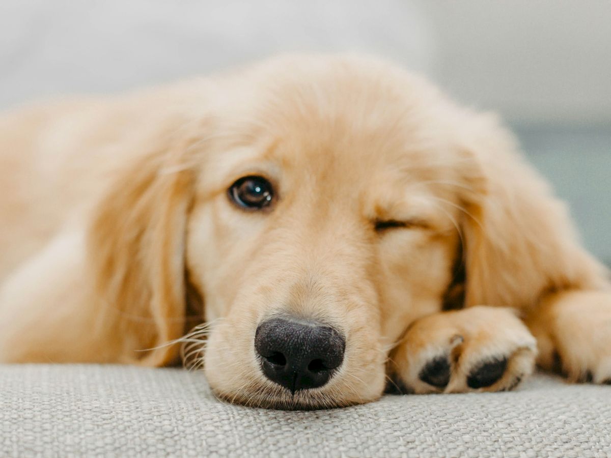A cute golden retriever puppy winking while lying down on a couch, looking relaxed and adorable.
