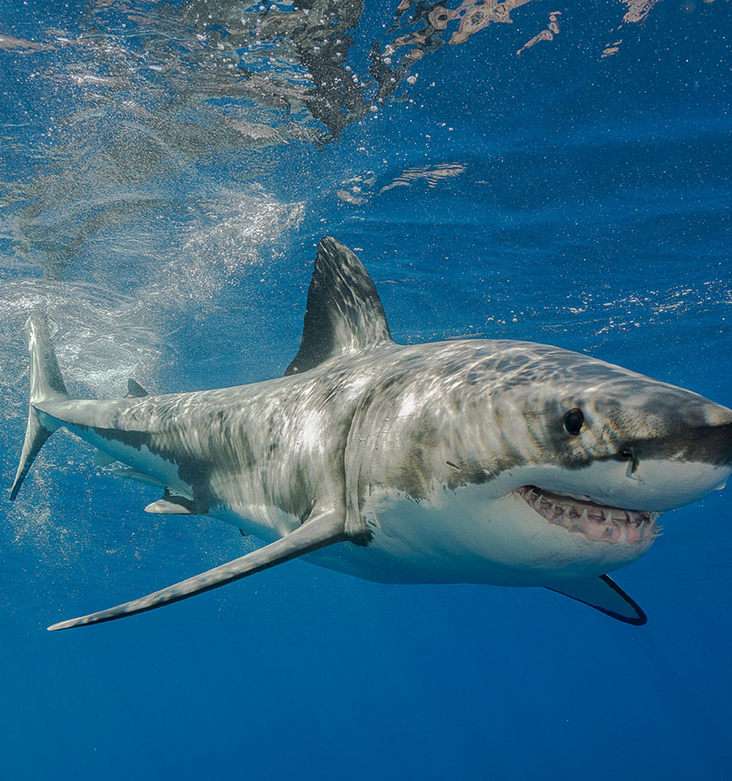 A great white shark swimming in clear blue ocean waters, showcasing its powerful body and sharp teeth.