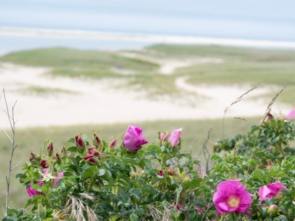 Bright pink roses blooming in the foreground with a sandy dune and grassy landscape in the distance.
