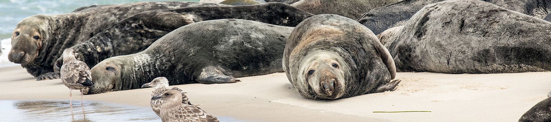 A flock of seals lounges on rocky beach by the water, while a small shorebird stands near wet sand, reflecting a calm coastal scene.