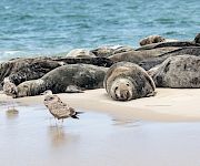 A flock of seals lounges on rocky beach by the water, while a small shorebird stands near wet sand, reflecting a calm coastal scene.