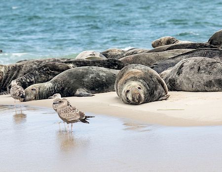 A flock of seals lounges on rocky beach by the water, while a small shorebird stands near wet sand, reflecting a calm coastal scene.