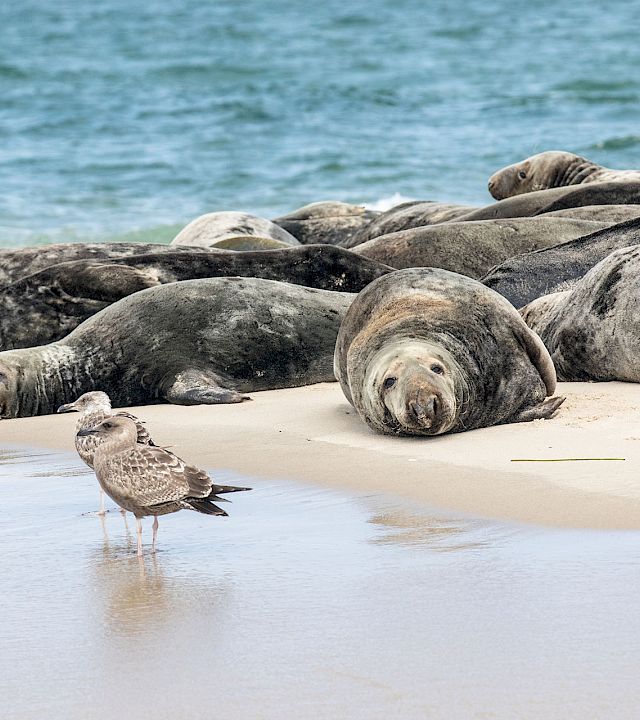 A flock of seals lounges on rocky beach by the water, while a small shorebird stands near wet sand, reflecting a calm coastal scene.